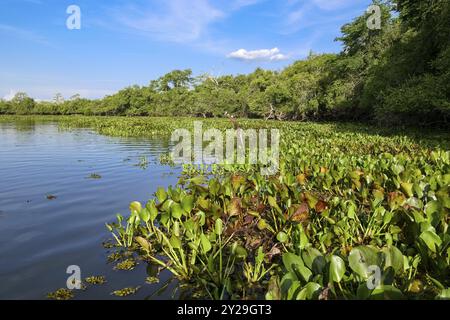 Panoramablick auf einen typischen Pantanal-Fluss mit wunderbaren Wasserpflanzen und Baumlinie im Nachmittagslicht, Mato Grosso, Brasilien, Südamerika Stockfoto