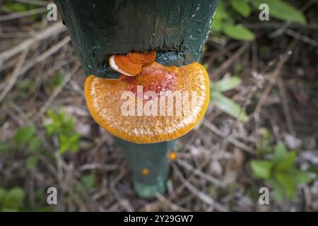 Hochwinkelansicht eines orange-braunen Baumpilzes, der auf einem grünen Holzpfosten wächst, Caraca Naturpark, Minas Gerais, Brasilien, Südamerika Stockfoto