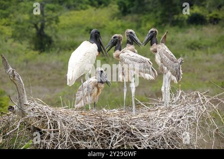 Nahaufnahme eines hohen Jabiru-Nestes mit vier jungen Jabirus, die auf die Fütterung durch einen Erwachsenen warten, vor grünem Hintergrund, Pantanal Wetlands, Mato Grosso, B. Stockfoto