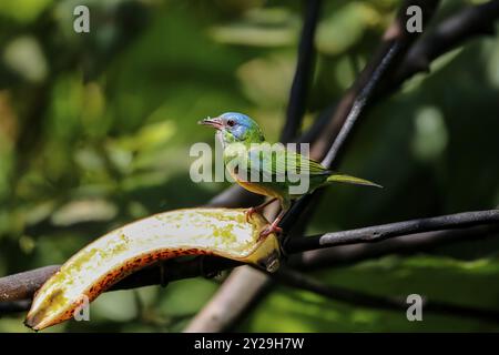 Dacnis Cayana thront auf einem Zweig mit Banane im Sonnenlicht vor unscharfem grünem Hintergrund, Folha Seca, Brasilien, Südamerika Stockfoto