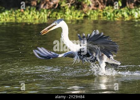 Cocoi-Reiher, der eine Pirhana im Flug über einen Fluss fängt, Pantanal Feuchtgebiete, Mato Grosso, Brasilien, Südamerika Stockfoto