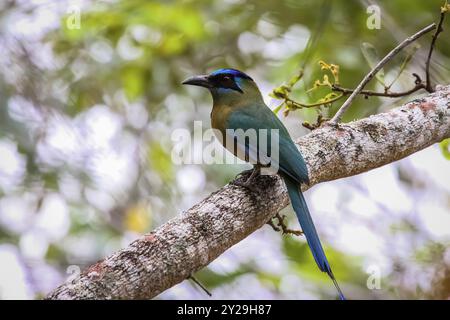 Blau gekröntes Motmot auf einem Zweig, Chapada dos Guimaraes, Brasilien, Südamerika Stockfoto