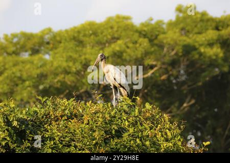 Holzstorch auf einer Baumspitze vor grünem Hintergrund, Pantanal Feuchtgebiete, Mato Grosso, Brasilien, Südamerika Stockfoto