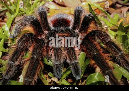 Nahaufnahme einer brasilianischen Lachsrosa Tarantel im grünen Gras, Pantanal Wetlands, Mato Grosso, Brasilien, Südamerika Stockfoto