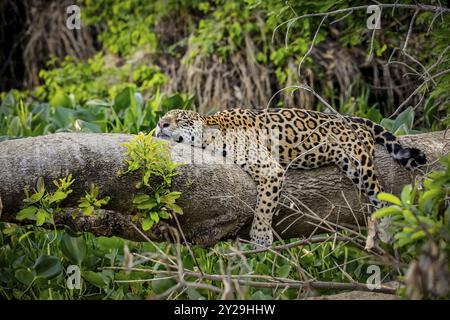 Jaguar liegend flach auf einem Baumstamm in lustiger Position am Flussufer, Kopf auf Stamm und Beine herabhängend, Pantanal Feuchtgebiete, Mato Grosso, Brasilien, Stockfoto