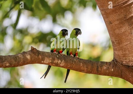 Ein paar Nanday-Sittiche sitzen zusammen auf einem Baumzweig im Schatten, Pantanal Feuchtgebiete, Mato Grosso, Brasilien, Südamerika Stockfoto