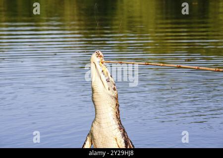 Yacare Caiman springt aus dem Wasser, um Fische zu fangen, Pantanal Feuchtgebiete, Mato Grosso, Brasilien, Südamerika Stockfoto