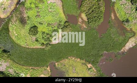 Aus der Vogelperspektive sehen Sie die typische farbenfrohe, von Pantanal überflutete Landschaft mit Fluss und Lagunen gefüllt mit Wasserpflanzen, Wiesen und Vegetation, Pantanal Stockfoto