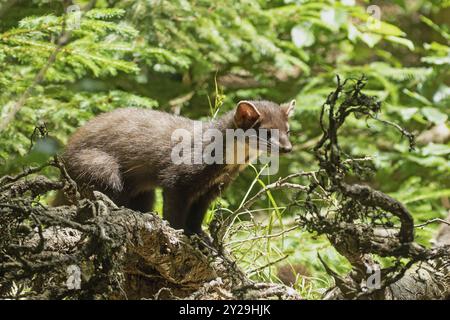 Pinienmarder stehen auf Baumstumpf und blicken nach rechts vor grüner Kulisse Stockfoto