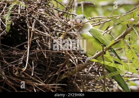 Mönchsittich hockte auf einem Zweig an seinem Nest, Pantanal Wetlands, Mato Grosso, Brasilien, Südamerika Stockfoto