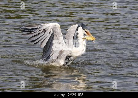 Cocoi-Reiher auf der Flussoberfläche mit Piranha im Schnabel, Flügel nach oben, Pantanal Feuchtgebiete, Mato Grosso, Brasilien, Südamerika Stockfoto