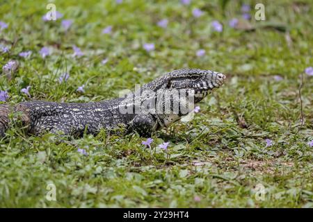 Schwarz-weiß-Tegu sitzend im Gras, Seitenansicht, Pantanal Feuchtgebiete, Mato Grosso, Brasilien, Südamerika Stockfoto