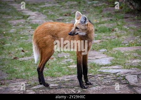 Ein Mähnenwolf auf einem Pfad von Sanctuary Caraca, drehte den Kopf nach links, Minas Gerais, Brasilien, Südamerika Stockfoto