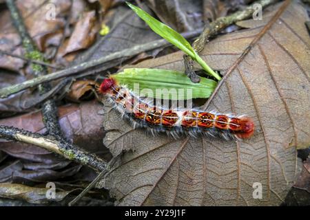 Nahaufnahme einer bunten Raupe auf einem trockenen braunen Blatt, frische grüne Blätter daneben, Atlantic Forest, Itatiaia, Brasilien, Südamerika Stockfoto