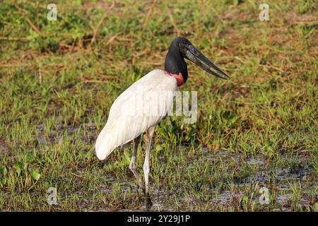 Jabiru Storch auf der Suche in einer grünen sumpfigen Wiese, Pantanal Feuchtgebiete, Mato Grosso, Brasilien, Südamerika Stockfoto