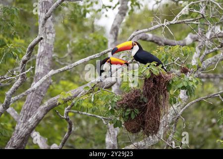 Zwei Toco Toucans sitzen über braunen Vögeln in einem Baum, zueinander gegenüber, Pantanal Feuchtgebiete, Mato Grosso, Brasilien, Südamerika Stockfoto