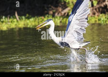 Cocoi-Reiher fängt eine Pirhana im Flug über einen Fluss, Flügel hoch, Pantanal Feuchtgebiete, Mato Grosso, Brasilien, Südamerika Stockfoto