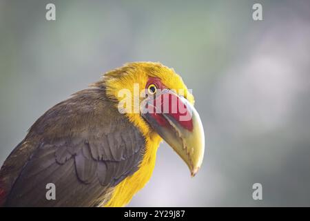 Porträt eines Safran-Toucanets vor unscharfem Hintergrund, Serra da Mantiqueira, Atlantischer Wald, Itatiaia, Brasilien, Südamerika Stockfoto