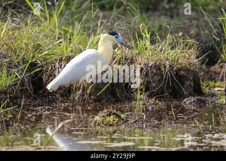 Wunderschöner Kappreiher, der am Ufer auf der Suche ist, Pantanal Feuchtgebiete, Mato Grosso, Brasilien, Südamerika Stockfoto