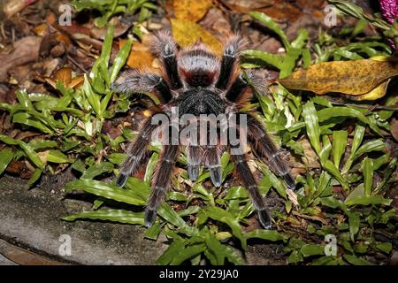 Nahaufnahme einer brasilianischen Lachsrosa Tarantel im grünen Gras, Pantanal Wetlands, Mato Grosso, Brasilien, Südamerika Stockfoto