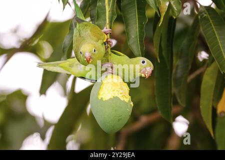 Zwei Gelbschwanzsittiche (Brotogeris chiriri) in einem Mangobaum in den Pantanal-Feuchtgebieten Stockfoto