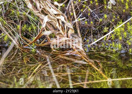 Nahaufnahme einer winzigen, wunderschönen Maldonada Rottbauch Kröte, die auf nassen braunen Blättern am Wasserrand sitzt, Itatiaia, Brasilien, Südamerika Stockfoto