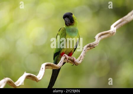 Nahaufnahme des wunderschönen Nanday-Sittichs, der auf einem Zweig vor unscharfem natürlichen Hintergrund thront, Pantanal Feuchtgebiete, Mato Grosso, Brasilien, Südamerika Stockfoto