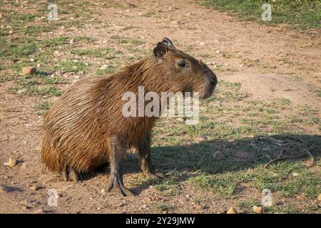 Nahaufnahme einer niedlichen Capybara, die auf sandigem Boden bei Sonnenschein sitzt, Pantanal Feuchtgebiete, Mato Grosso, Brasilien, Südamerika Stockfoto