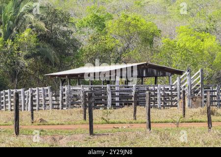 Rinderstall auf Weideland im brasilianischen Cerrado Stockfoto