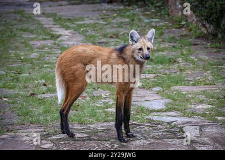 Mähnenwolf auf einem Pfad von Sanctuary Caraca, mit Blick auf die Kamera, Minas Gerais, Brasilien, Südamerika Stockfoto