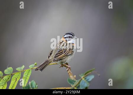 Nahaufnahme eines Spatzes mit Rufous-Kragen, der auf einem Zweig vor unscharfem Hintergrund thront, Serra da Mantiqueira, Atlantischer Wald, Itatiaia, Brasilien, Süden Stockfoto