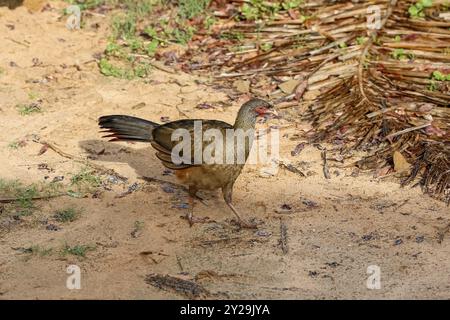 Chaco Chachalaca im späten Nachmittagslicht auf dem Boden, Pantanal Wetlands, Mato Grosso, Brasilien, Südamerika Stockfoto