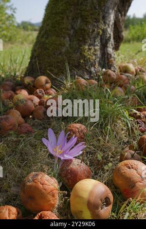 Blühender Herbstkrokus (Colchicum autumnale) auf Obstgarten, Wiese, Apfel, Obst, Hohenlohe, Schwaebnisch Hall, Baden-Württemberg, Germa Stockfoto