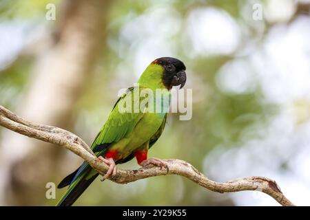 Nahaufnahme des Nanday-Sittichs, der auf einem Zweig vor unscharfem natürlichen Hintergrund thront, Pantanal Feuchtgebiete, Mato Grosso, Brasilien, Südamerika Stockfoto