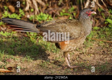 Nahaufnahme eines Chaco Chachalaca im Nachmittagslicht, Pantanal Feuchtgebiete, Mato Grosso, Brasilien, Südamerika Stockfoto