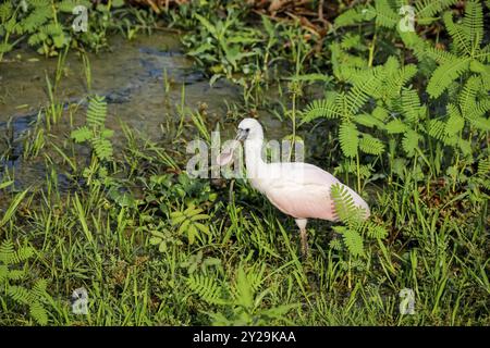 Rosenlöffelschnabel auf der Suche nach Wasser, Pantanal Wetlands, Mato Grosso, Brasilien, Südamerika Stockfoto