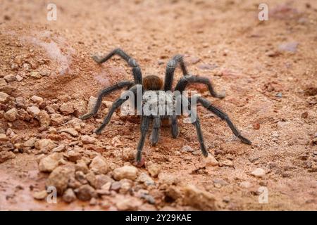 Nahaufnahme einer Tarantula auf rotem Sand, Biribiri State Park, Minas Gerais, Brasilien, Südamerika Stockfoto