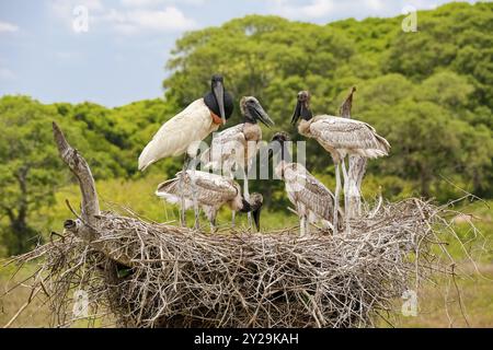 Nahaufnahme eines hohen Jabiru-Nestes mit vier jungen Jabirus, die auf die Fütterung durch einen Erwachsenen warten, vor grünem Hintergrund und blauem Himmel, Pantanal Wetlands, M Stockfoto