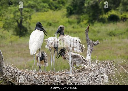 Nahaufnahme eines hohen Jabiru-Nestes mit vier jungen Jabirus, die auf die Fütterung durch einen Erwachsenen warten, vor grünem Hintergrund, Pantanal Wetlands, Mato Grosso, B. Stockfoto