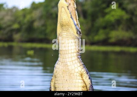 Yacare Caiman springt aus dem Wasser, um Fische zu fangen, Pantanal Feuchtgebiete, Mato Grosso, Brasilien, Südamerika Stockfoto