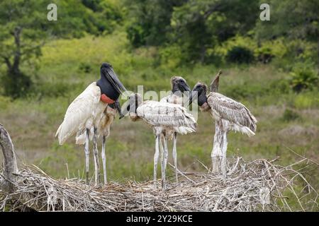 Nahaufnahme eines hohen Jabiru-Nestes mit vier jungen Jabirus, die auf die Fütterung durch einen Erwachsenen warten, vor grünem Hintergrund, Pantanal Wetlands, Mato Grosso, B. Stockfoto