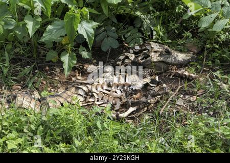 Skelett eines Caiman yacare in den Büschen, Pantanal Feuchtgebiete, Mato Grosso, Brasilien, Südamerika Stockfoto