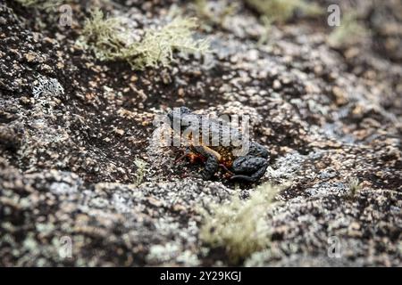 Nahaufnahme einer winzigen, wunderschönen Mooskröte aus Maldonada, einer endemischen brasilianischen Kröte, auf Granitfelsen mit Moospflanzen vor dunklem Hintergrund, Itatiaia, Stockfoto