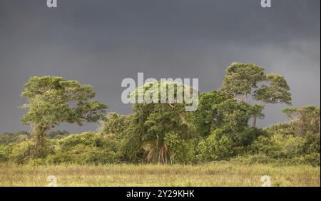 Dunkle Sturmwolken über einer Baumgruppe in Pantanal Wetlands, Mato Grosso, Brasilien, Südamerika Stockfoto