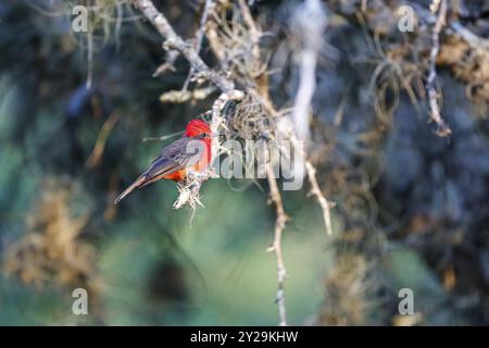 Vermillion Fliegenfänger, der auf einem Ast sitzt, Seitenansicht, vor verschwommenem Hintergrund, Kolumbien, Südamerika Stockfoto