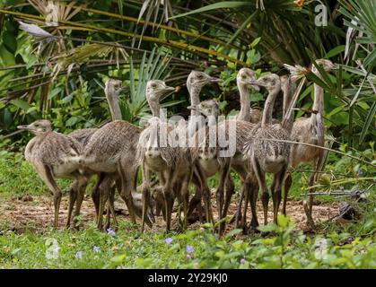 Nahaufnahme einer Gruppe von Nandu- oder Rhea-Küken in natürlichem Lebensraum, Pantanal Feuchtgebieten, Mato Grosso, Brasilien, Südamerika Stockfoto