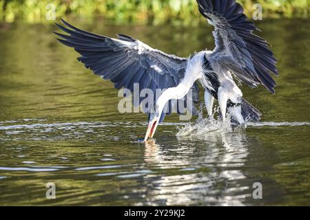 Cocoi-Reiher, der eine Pirhana im Flug über einen Fluss fängt, Flügel ausbreitet, Pantanal Feuchtgebiete, Mato Grosso, Brasilien, Südamerika Stockfoto