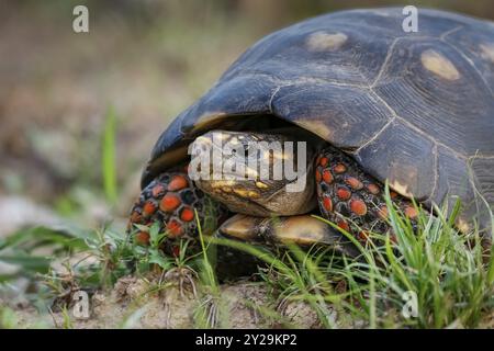 Rotfuß-Schildkrötenkamera im Gras, Pantanal Wetlands, Mato Grosso, Brasilien, Südamerika Stockfoto