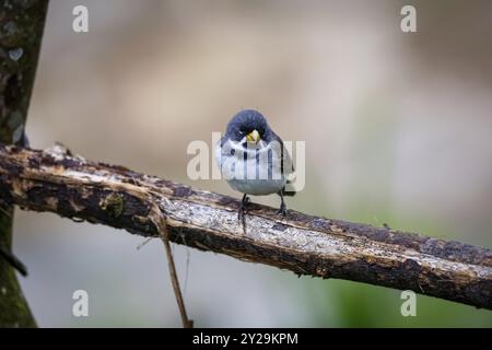 Nahaufnahme eines Doppelhalsödechers, hoch oben auf einem Ast, vor unscharfem Hintergrund, Seitenansicht, Serra da Mantiqueira, Atlantischer Wald, Itatiaia, Stockfoto