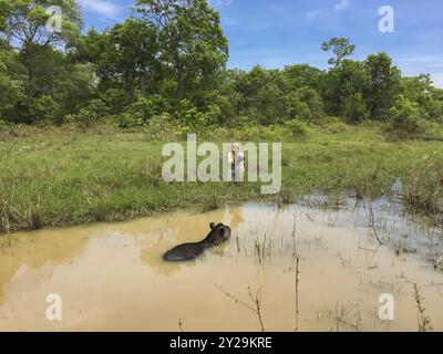 Weibliche Touristen beobachten einen Tapir, der in einem schlammigen Teich schwimmt, kniet auf dem Wasser im Gras, Pantanal Feuchtgebiete, Mato Grosso, Brasilien, Südamerika Stockfoto